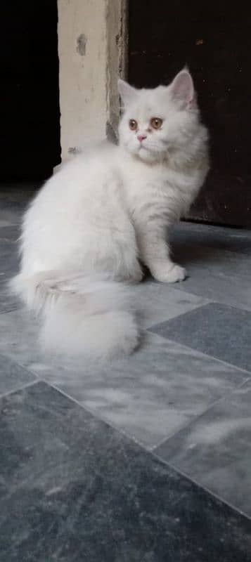 Persian Male Cat 1