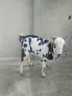 bakra