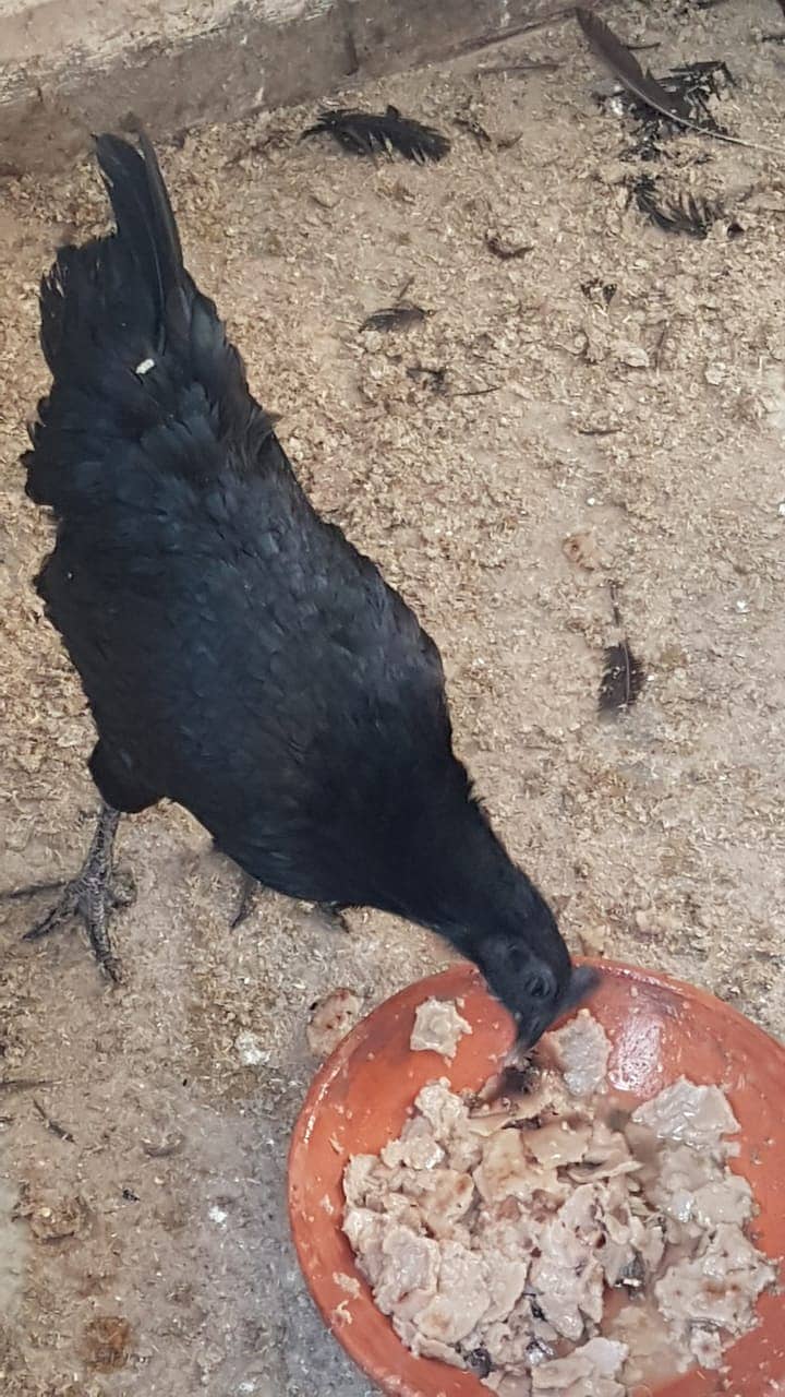 12 Ayam cemani grey tongue (7 females 5 males) for sale 0