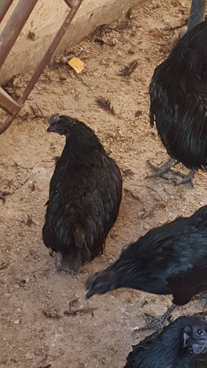 12 Ayam cemani grey tongue (7 females 5 males) for sale 1