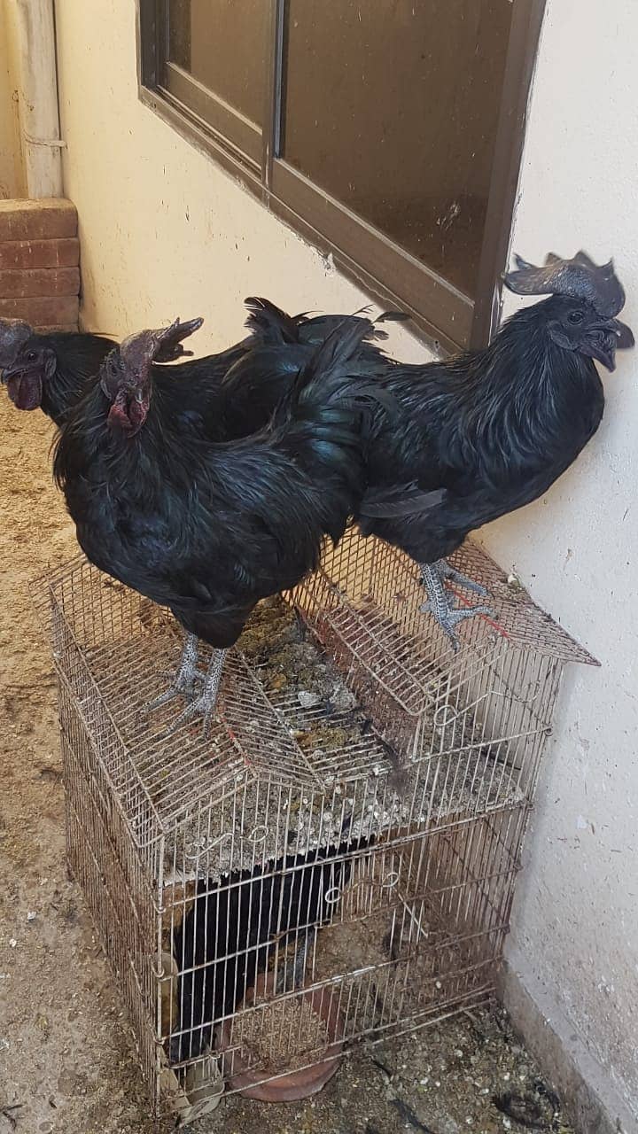 12 Ayam cemani grey tongue (7 females 5 males) for sale 2