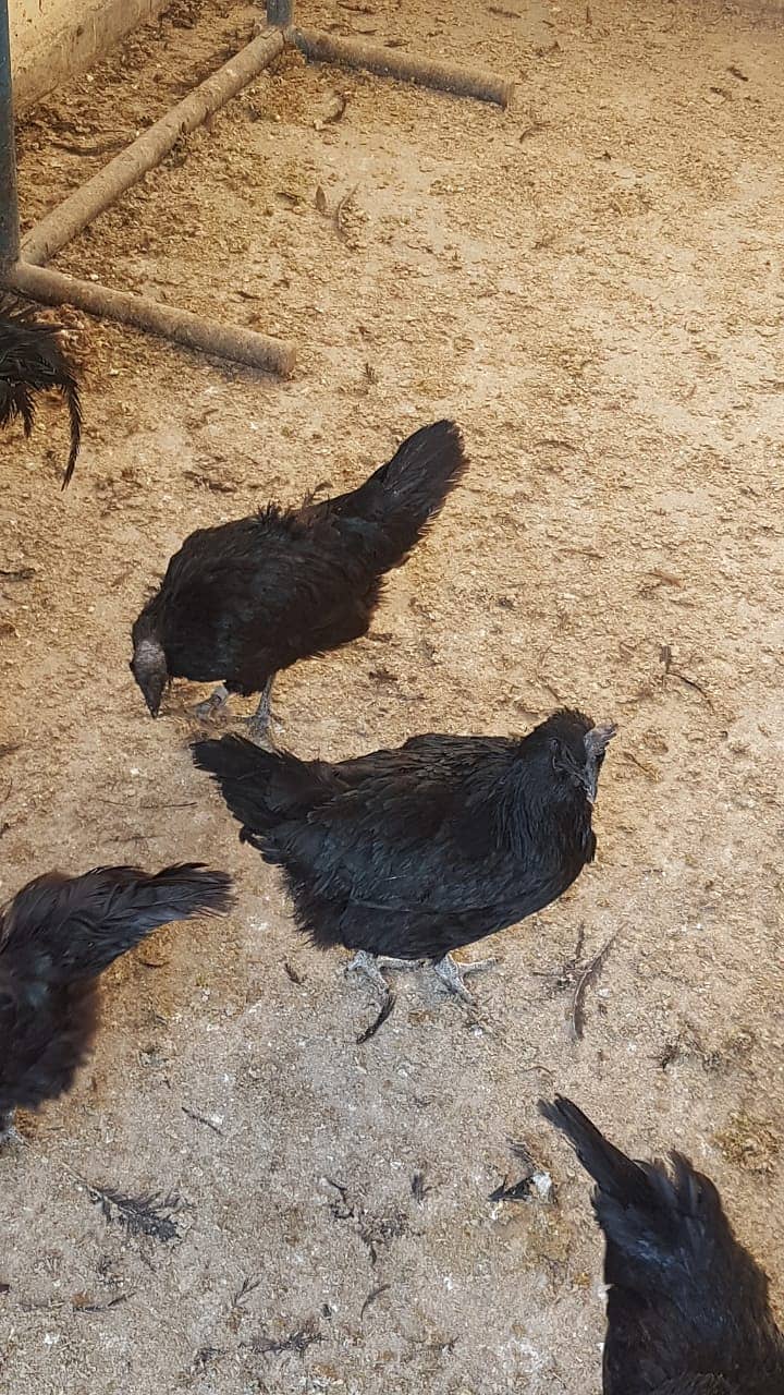 12 Ayam cemani grey tongue (7 females 5 males) for sale 3