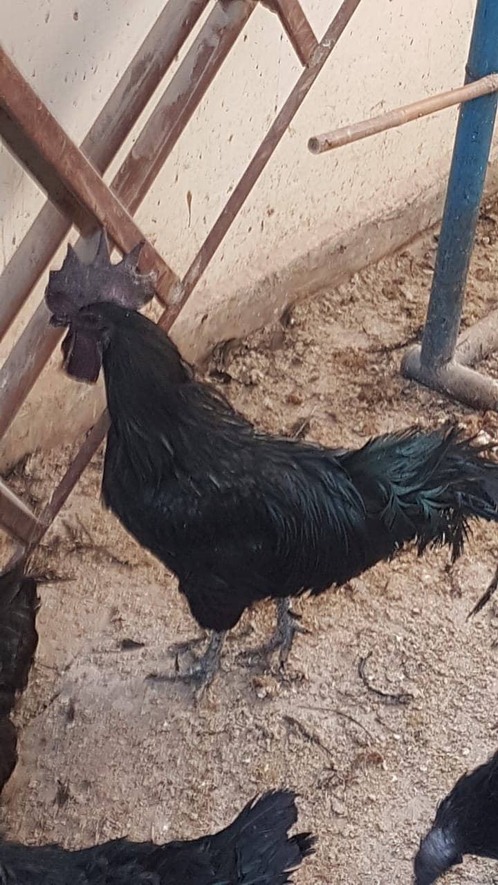 12 Ayam cemani grey tongue (7 females 5 males) for sale 4