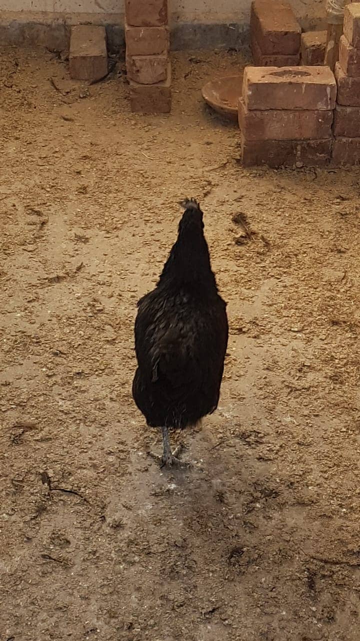 12 Ayam cemani grey tongue (7 females 5 males) for sale 5