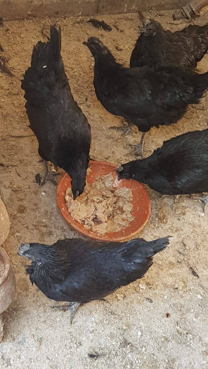 12 Ayam cemani grey tongue (7 females 5 males) for sale 6