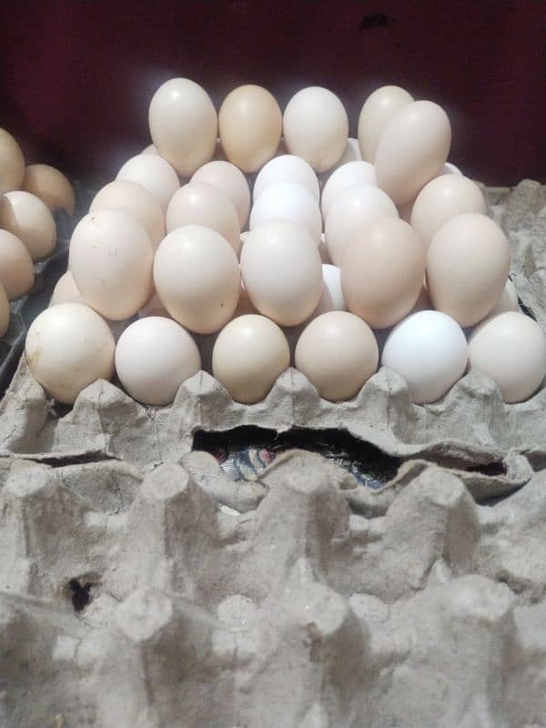 Desi Eggs 6