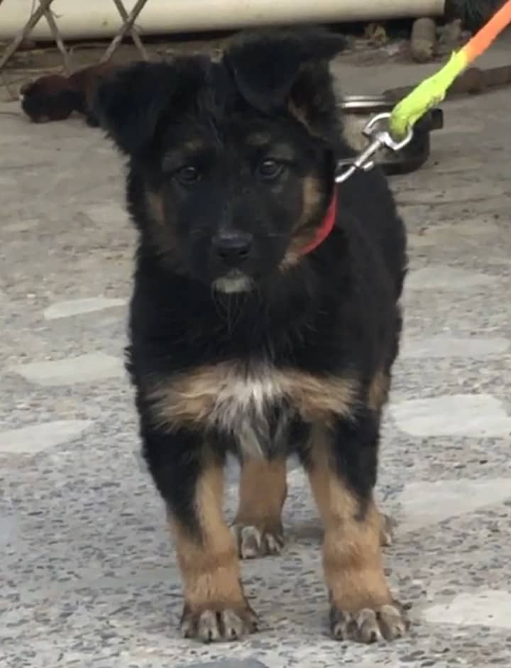 GSD puppy poti trained for sell 0