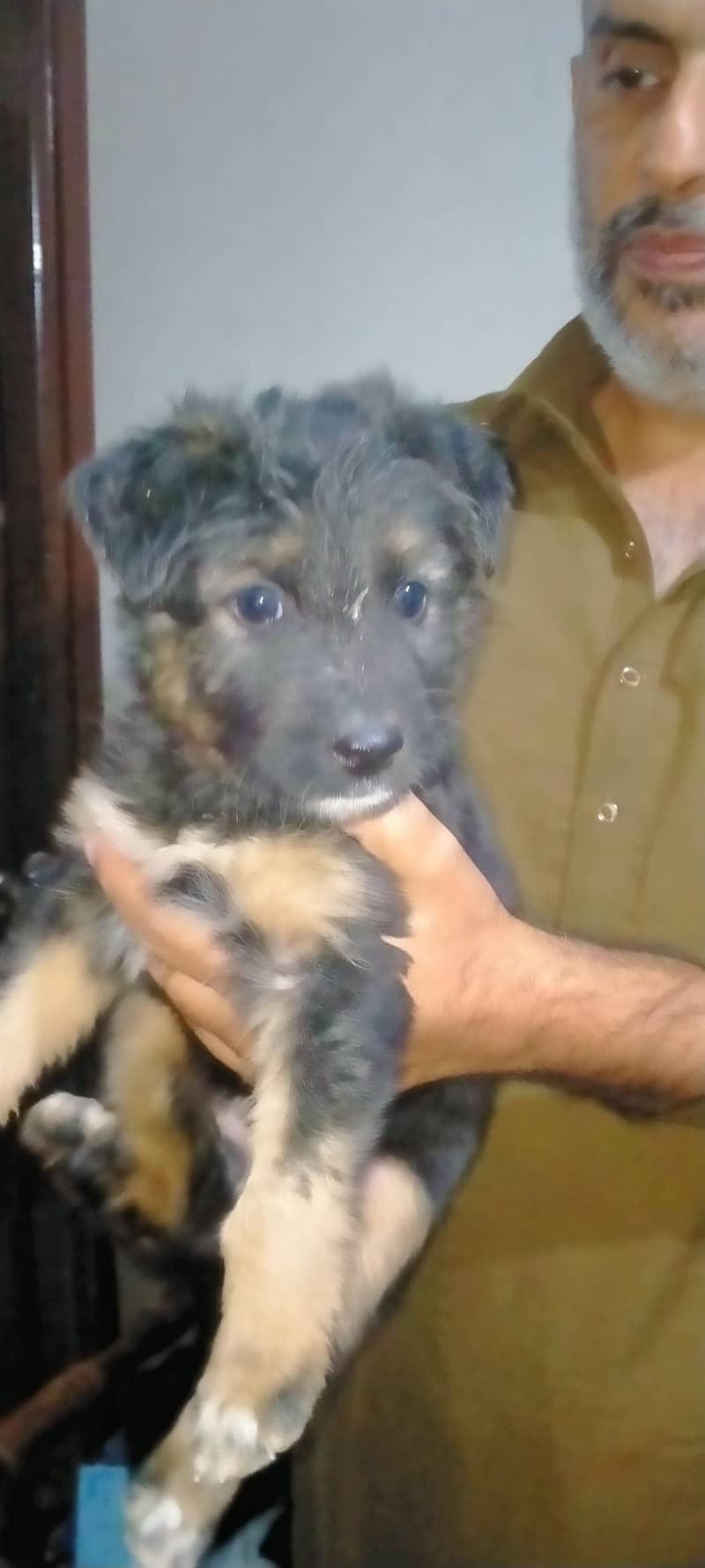 GSD puppy poti trained for sell 3