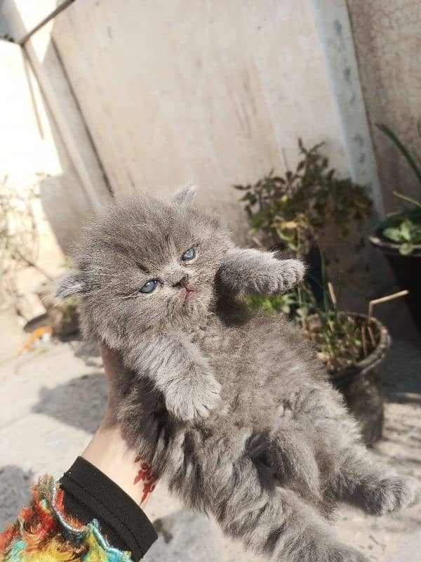 Persian cat baby 0