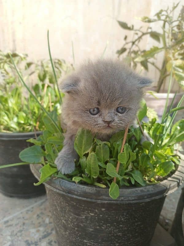 Persian cat baby 1