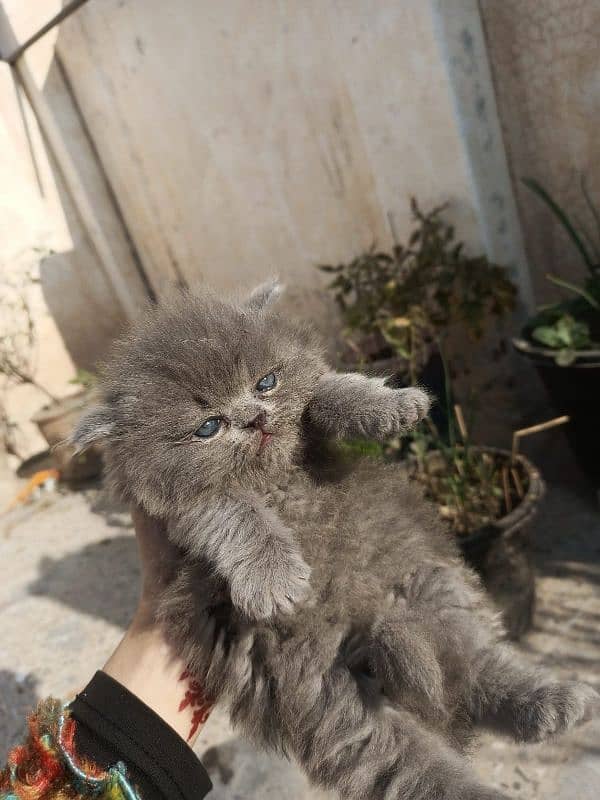 Persian cat baby 2