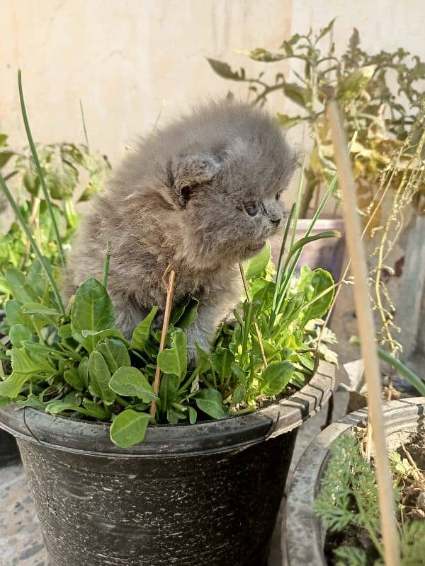 Persian cat baby 3