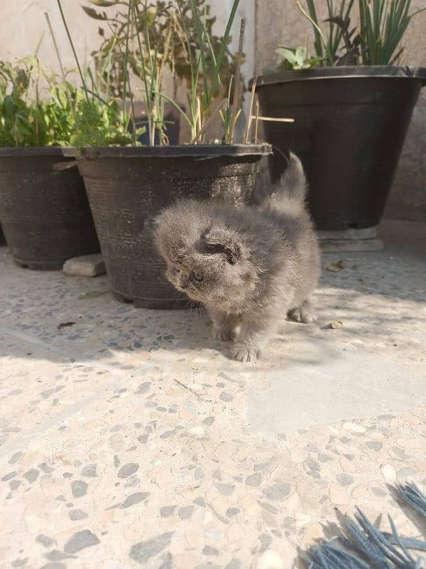 Persian cat baby 4