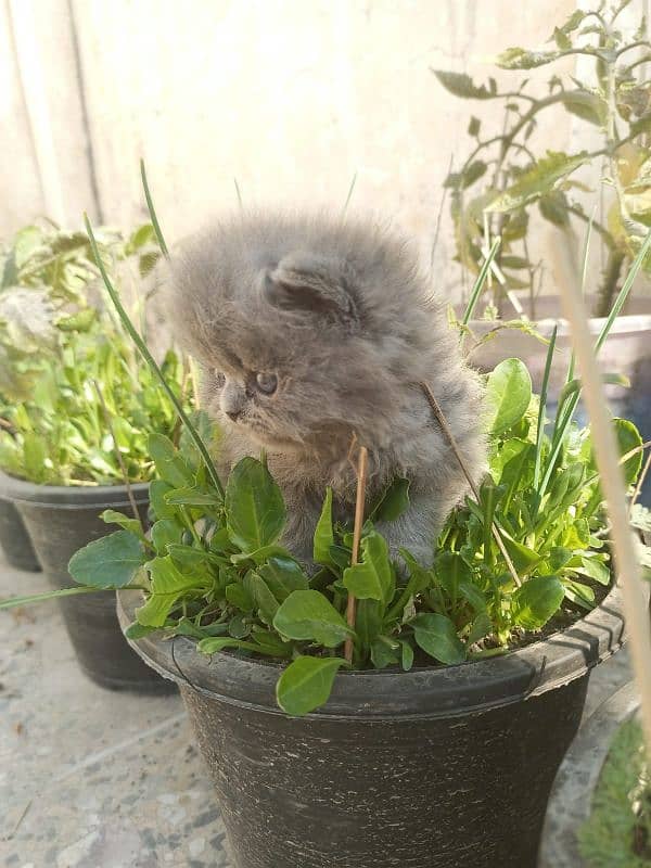 Persian cat baby 5