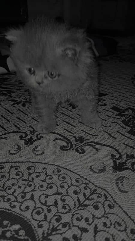 Persian cat baby 6