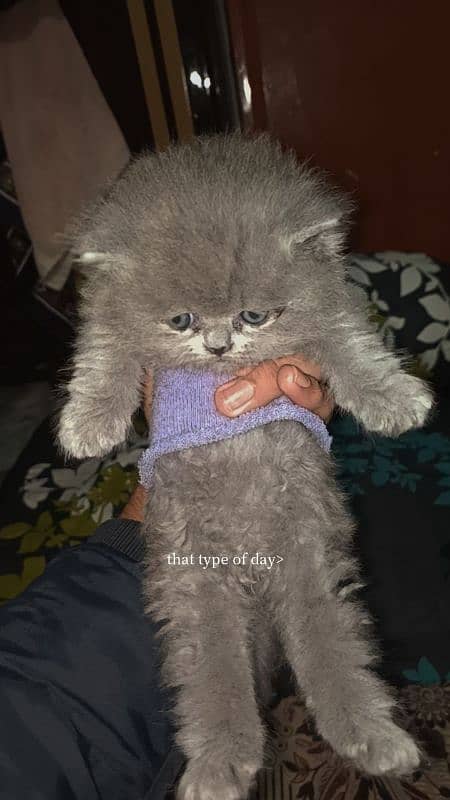 Persian cat baby 7