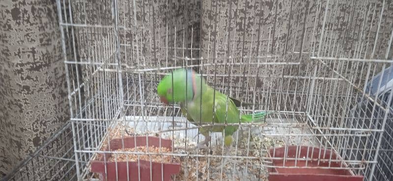 talking parrot 3