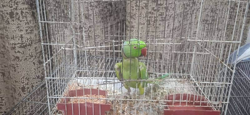 talking parrot 4