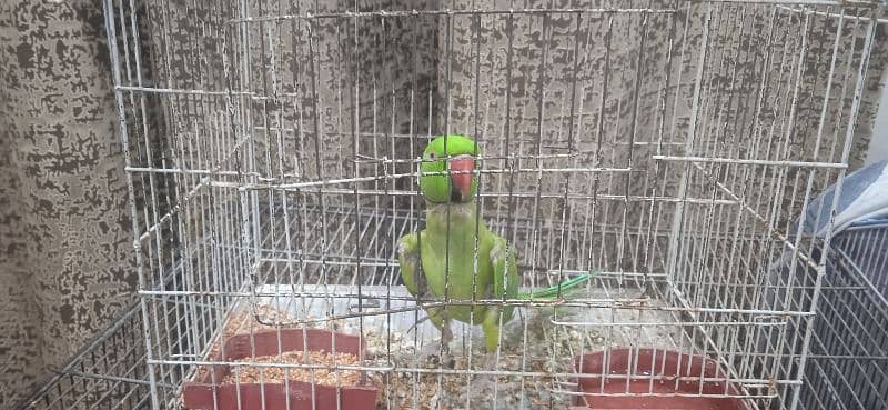 talking parrot 5