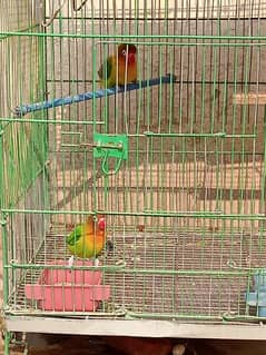 love birds full breeder pair