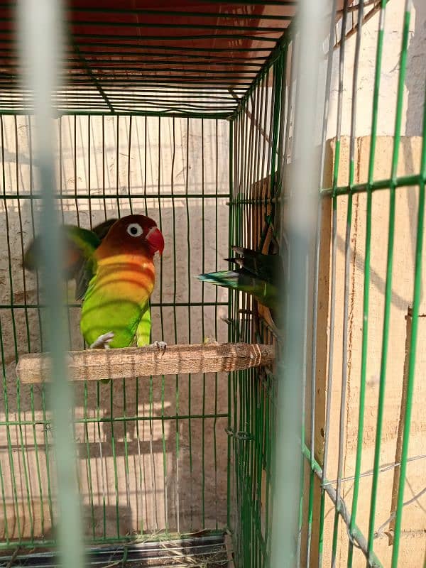 love birds full breeder pair 1