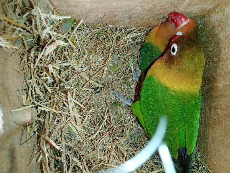 love birds full breeder pair 2