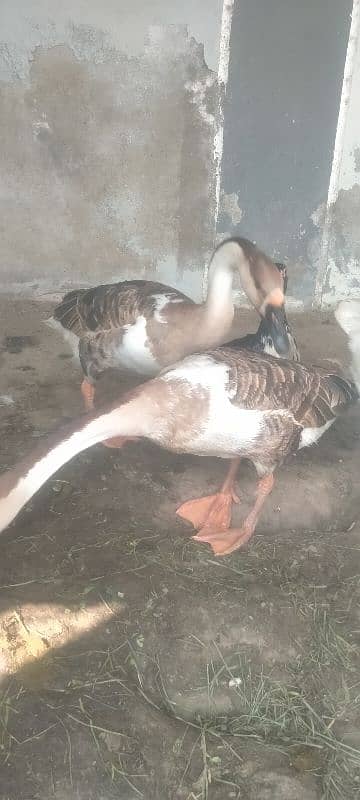 Chinese geese 1