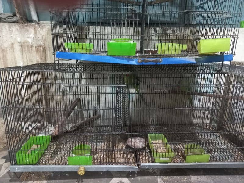 All size of cages description phar lein 6