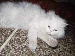 Persian cat