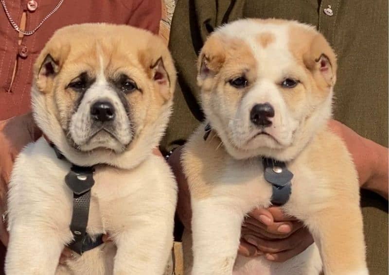 King alabai pair dog mail   and female age 2 month for sale Available 0