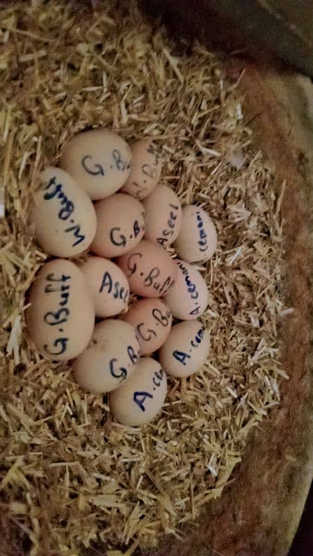 fancy and aseel fertile eggs 03105523120 0