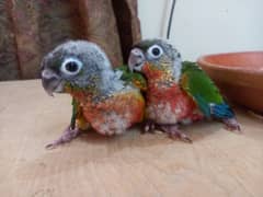 High red conure babies/ chicks parrot