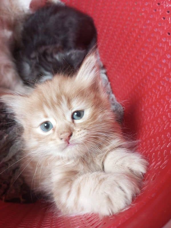 semi Persian kittens 3