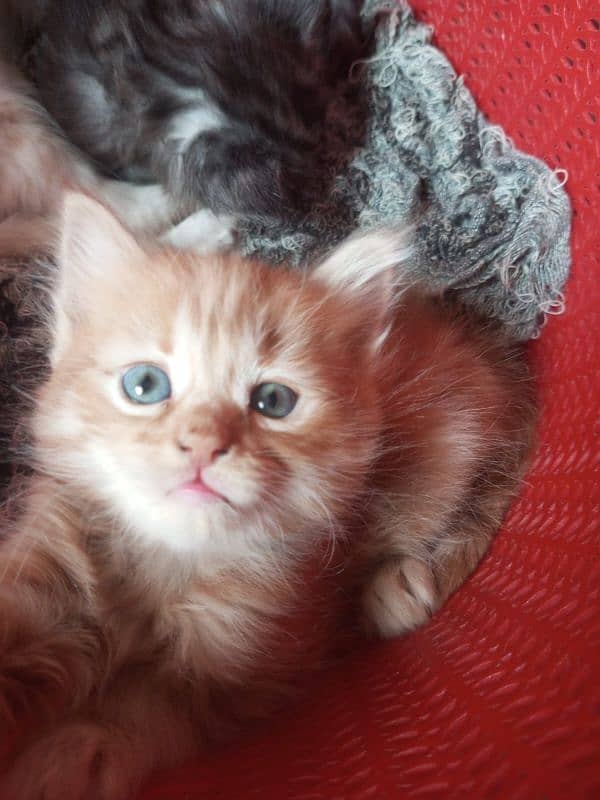 semi Persian kittens 4