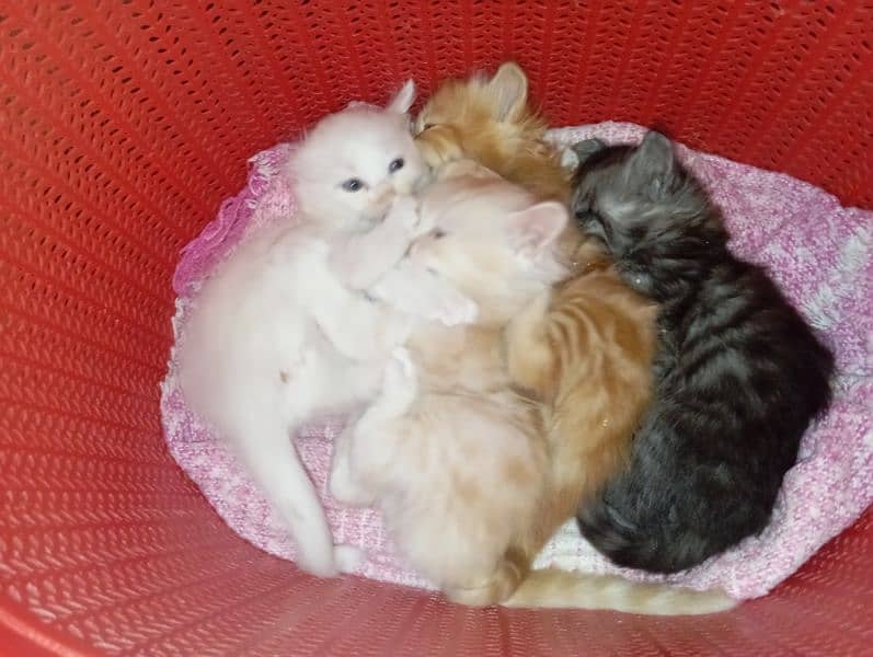 semi Persian kittens 6