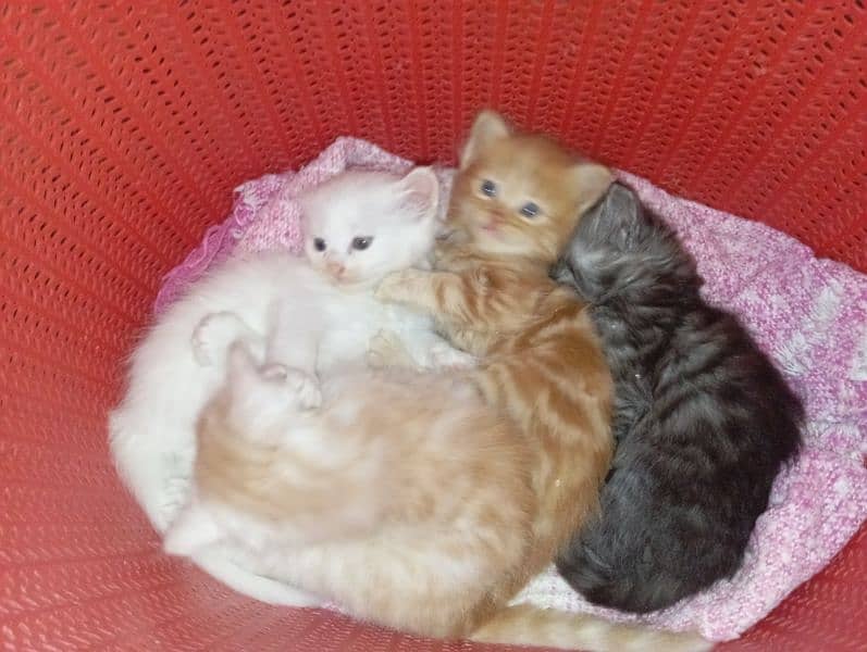 semi Persian kittens 8