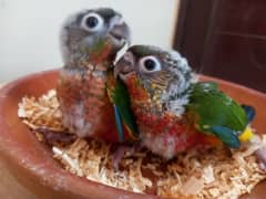 high red conures baby/chick parrot