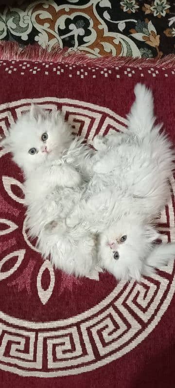 Kittens for Sale 1