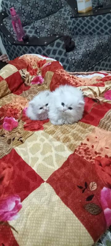 Kittens for Sale 2