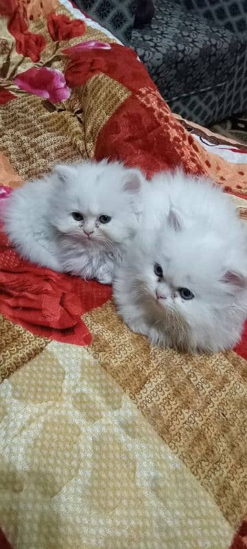 Kittens for Sale 3