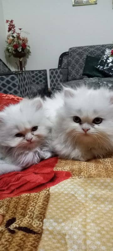 Kittens for Sale 4