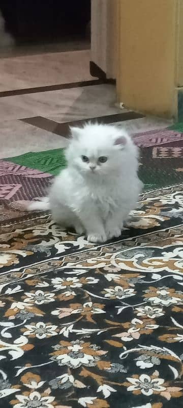 Kittens for Sale 5