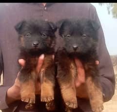 German Shepherd triple Coat piar for sale