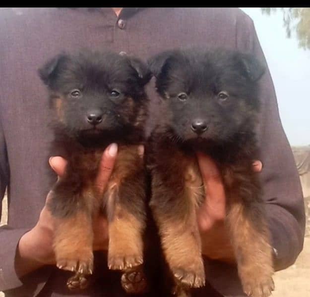 German Shepherd triple Coat piar for sale 0