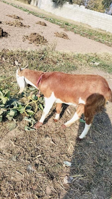 Beautiful Goat For Sale. 5 months pregnant. 1