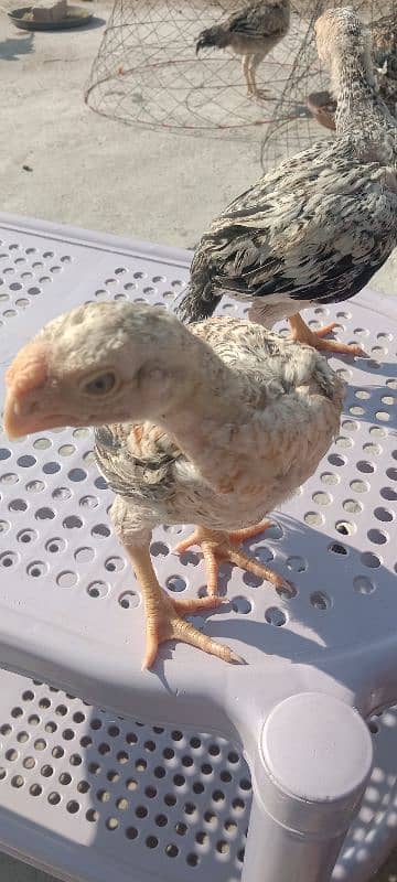 indian parrot beak chicks for sale 1