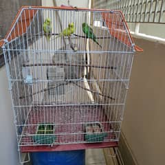 3 Budgies with cage 24x18x14