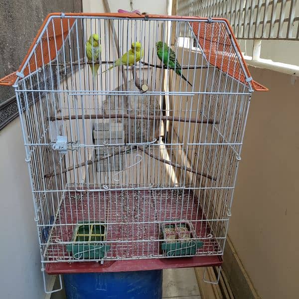 Budgies cage 24x18x14 1