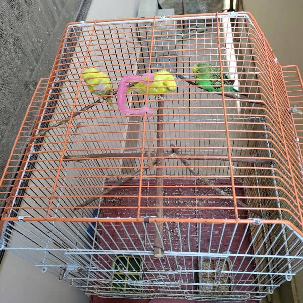 Budgies cage 24x18x14 2