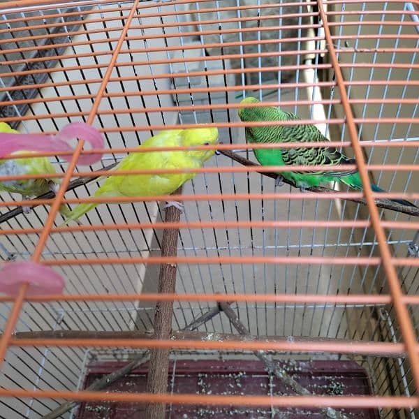 Budgies cage 24x18x14 3